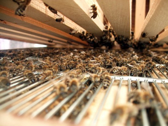 Zwischen den Zargen. K2