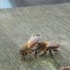 Fremde Bienen vor K1