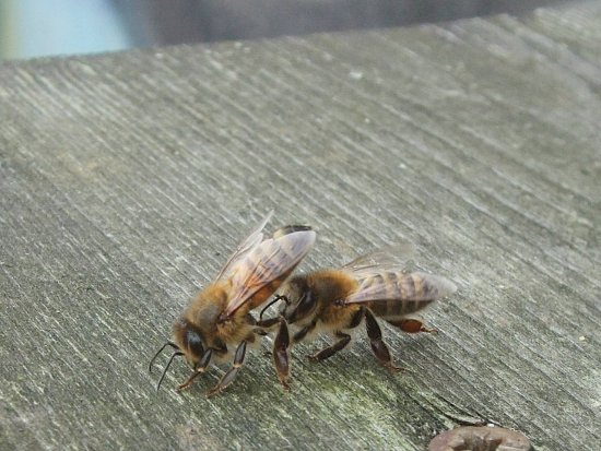 Fremde Bienen vor K1