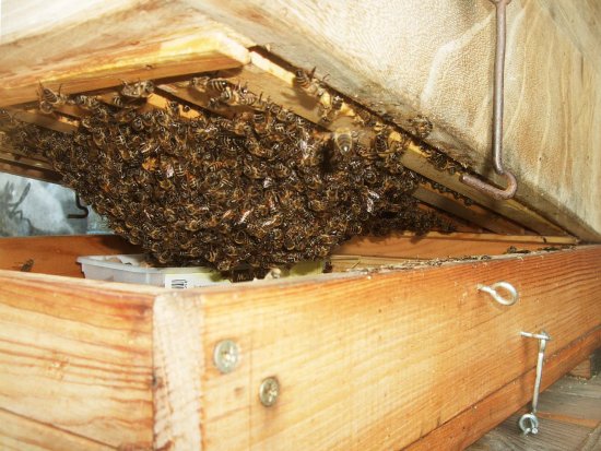 Traube in der Bodenzarge