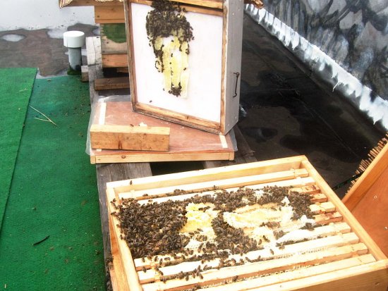 Wildbau, Naturbau unter Futterzarge.