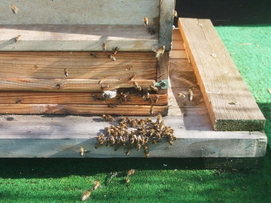 Viele Wächterbienen.