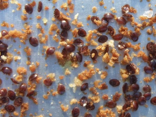 Milbenmassaker nach OS-Behandlung