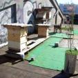 Bee project