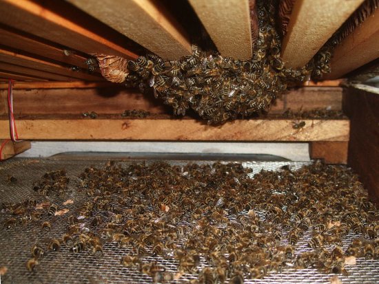 Traube nach unten gezogen