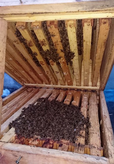 K6 vor dem OS-Träufeln