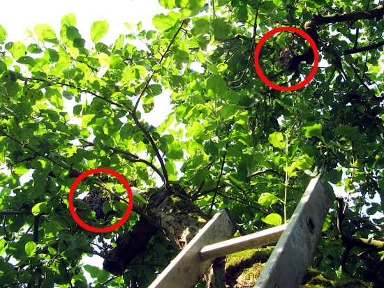 K4. Bienenschwarm sitzt im Apfelbaum.