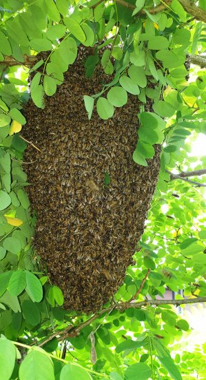 K5, Schwarm, schwaermt