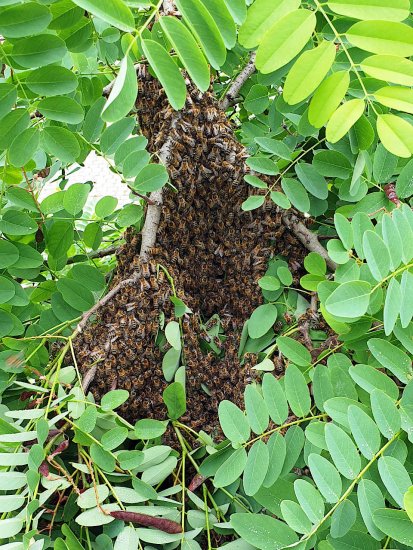 K5, Schwarm, schwaermt