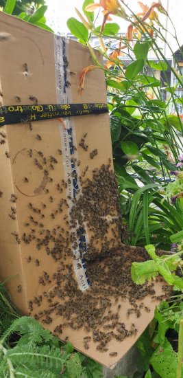 K5, Schwarm, schwaermt