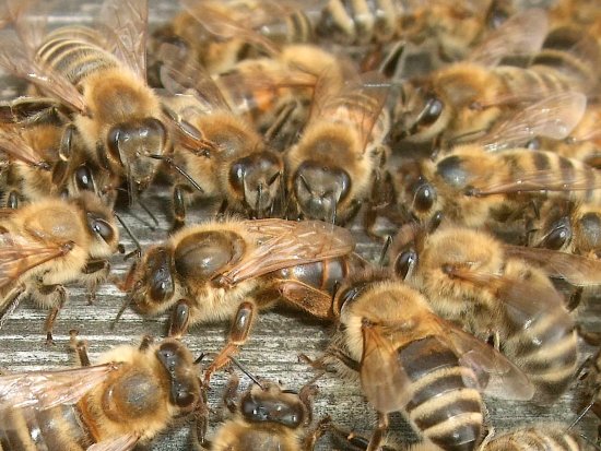 K5 neue Koenigin zurueckgekommen.