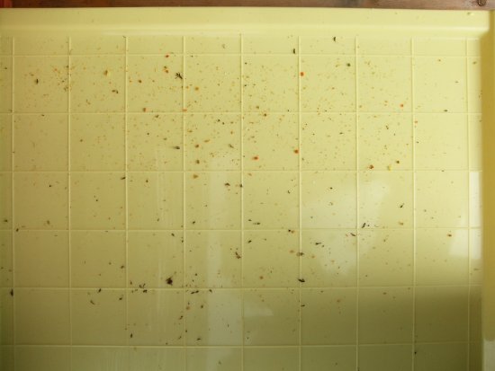 Varroakontrolle - Keine Milbe