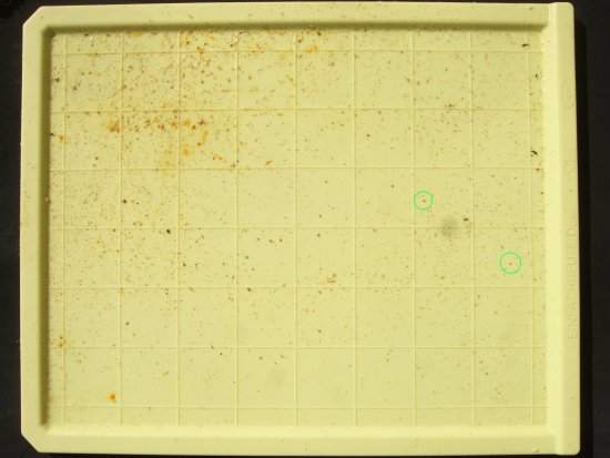 Varroaboden nach 72 Std.