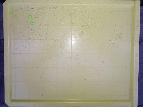 Kontrolle mit Varroaboden