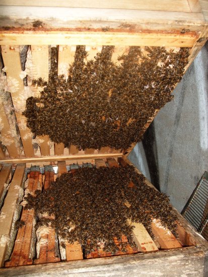 Oxalsäure beträufelt