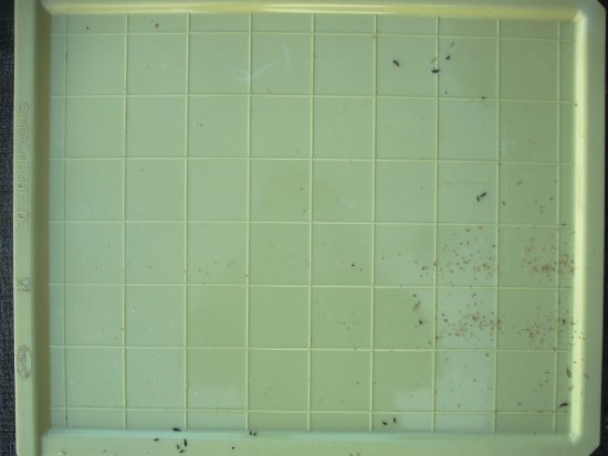 1 Varroa nach ca. 24h