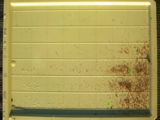 2 Varroa nach ca. 120h