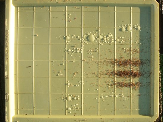 K2. 100 Vm gefallen 5 Tagen nach OS