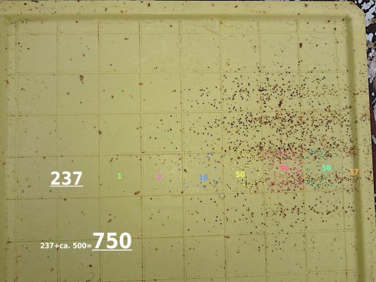 K4, 7d nach OS-Behandlung