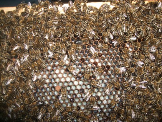 MS 2017: Brutwabe mit neuen Maden. K5.