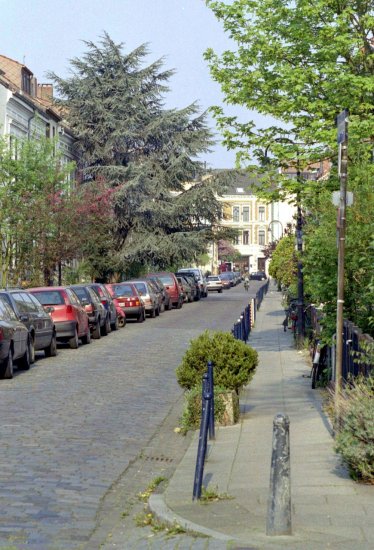 Zeder in der Prangenstraße.