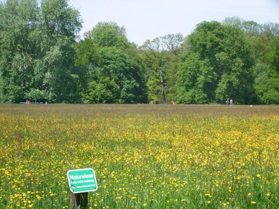 Naturwiese