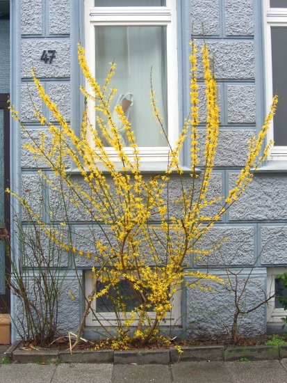 Forsythie