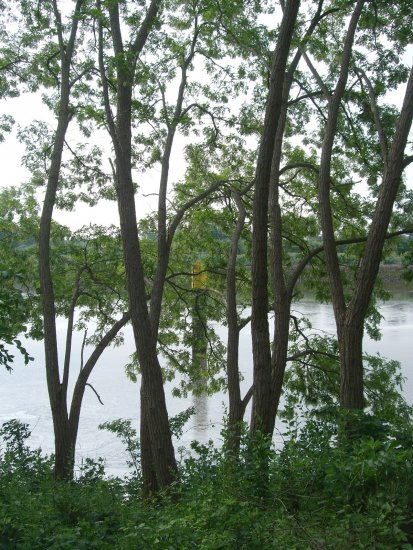 Robinien an der Weser