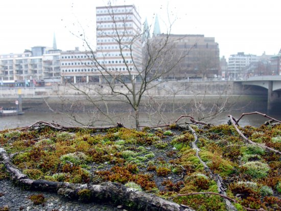 Wildnis in der Stadt