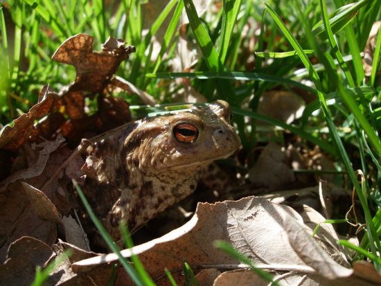 Erdkröte (Bufo bufo)