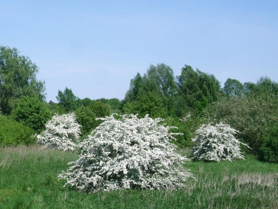 Weißdornbüsche
