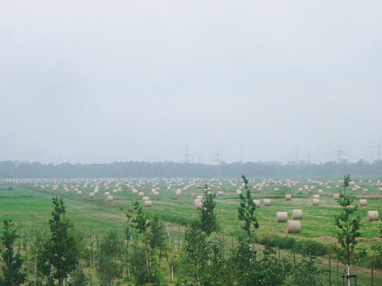 Beweidung in Memorial