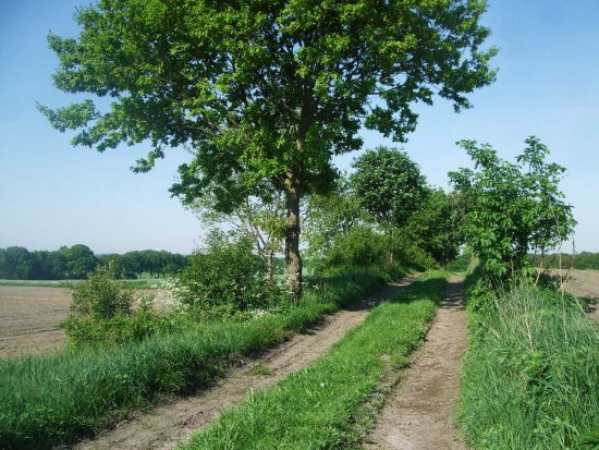 Feldweg am Geestrand