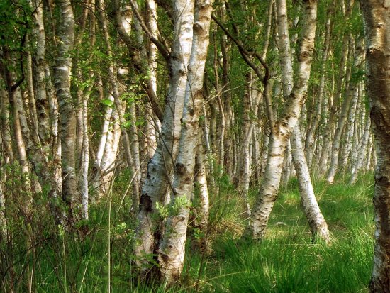 Schmale tiefe Birkenwälder.