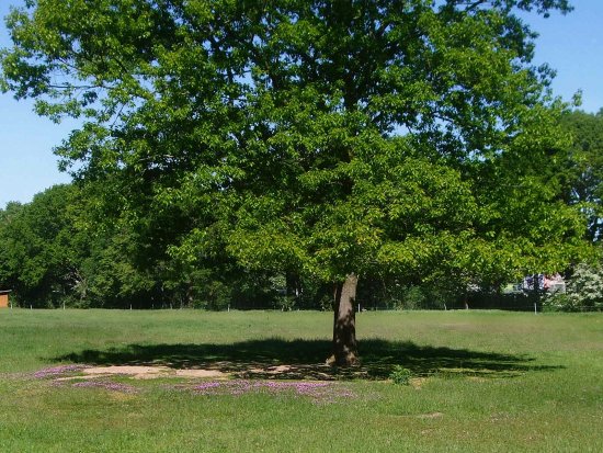 Blütenrand um Kaninchenbauten
