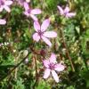 Reiherschnabel (Erodium)