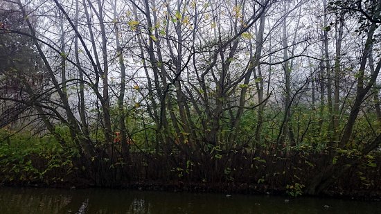 Gehölz im Bürgerpark