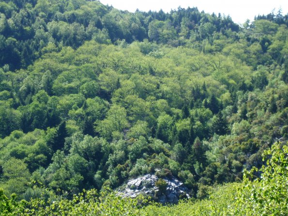 Eßkastanienwald im Frühjahr