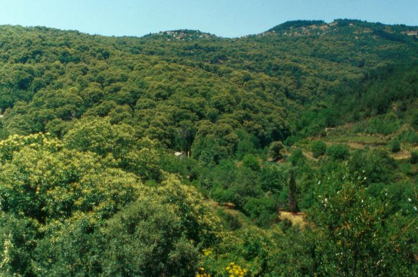 Blühender Eßkastanienwald