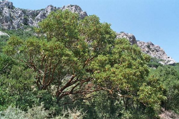 Östlicher Erdbeerbaum (Arbutus andrachne)
