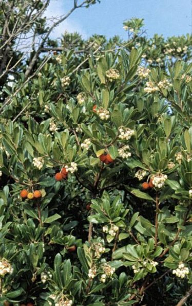 Westlicher Erdbeerbaum (Arbutus unedo)