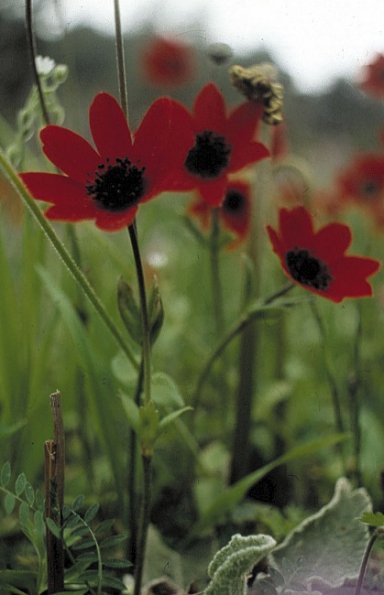 Kronen-Anemone (Anemone coronaria)