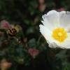Salbeiblättrige Zistrose (Cistus salviifolius)