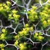 Dornbuschwolfsmilch (Euphorbia acanthothamnos)