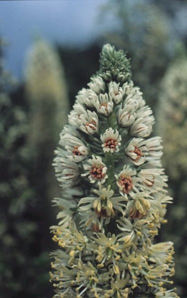 Weisse Resede (Reseda alba)