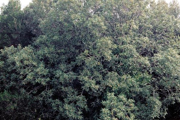 Stein-Eiche (Quercus ilex)