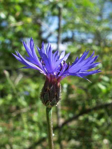 Centaurea cyanus (Kornblume)
