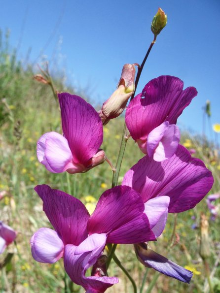 Erbse (Lathyrus spec.)