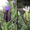Schopflavendel (Lavandula stoechas)
